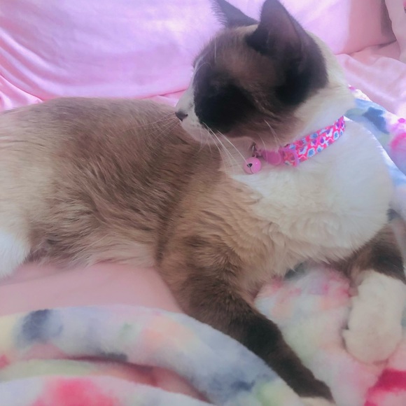 Meet your Posher Kinga 💖💖💖 - Picture 8 of 8